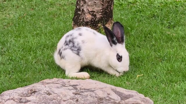 Spotted rabbit grazing green grass lawn. Domestic animal represents successful rabbit breeding and small farm agriculture practices today.