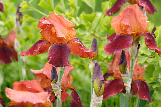 Orange and red Bearded iris &lsquo;Natchez Trace&rsquo; in flower.