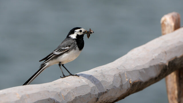 white wagtail (motacilla alba) perched on a wooden fence with an insect in its beak