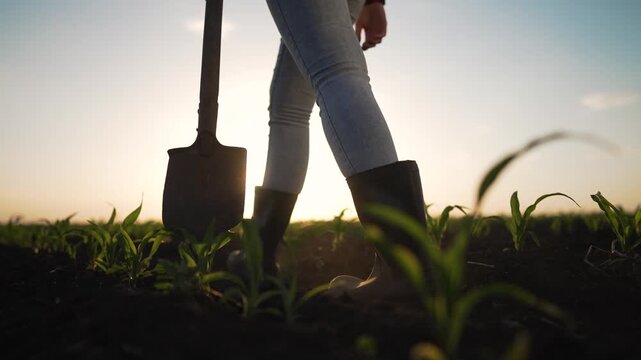 Farmer walks through corn field at sunset. Close up legs in boots holding shovel. Rural agriculture lifestyle. Farmer working corn field. Agricultural work with shovel. Farmer life field agriculture.
