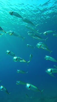 Vertical footage, Approaching to shoal of Striped mackerel swim in circles sparkling in sun's rays and filters plankton with open mouths, Slow motion of Indian mackerel, Rastrelliger kanagurta
