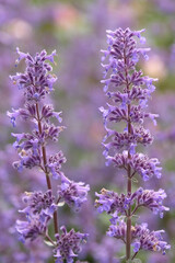 Obraz premium Purple Nepeta, catmint in flower.