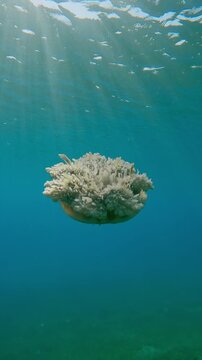 Vertical footage, Jellyfish swimming in turquoise water in bright sunrays, Backlight, Slow motion of Upside Down Jellyfish, Cassiopea andromeda swim below water surface in contre-jour