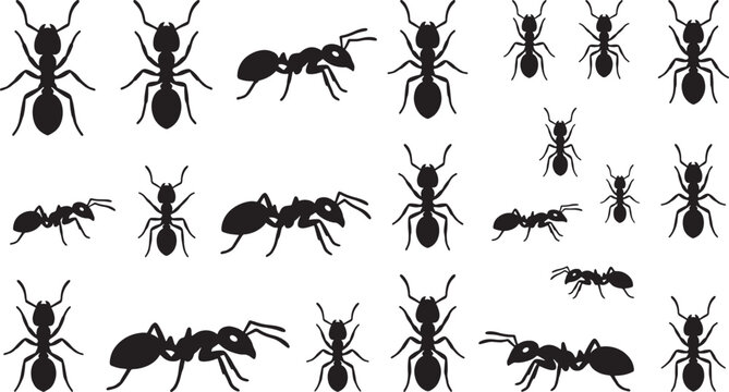 Black silhouettes of ants in various poses on white background