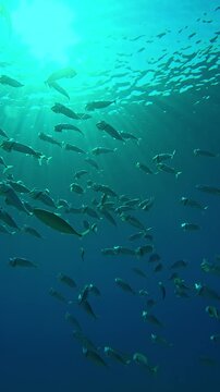 Vertical footage, Follow shot, School of Striped mackerel swim sparkling in sunbeams and filters plankton with open mouths in, Closeup, Slow motion of Indian mackerel, Rastrelliger kanagurta
