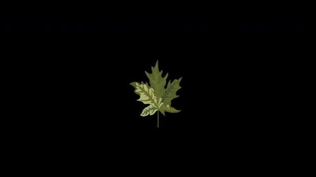 Single green maple leaf on a black background, perfect for nature designs, botanical emblems, or simple plantthemed projects. Ideal for logos or graphics.
