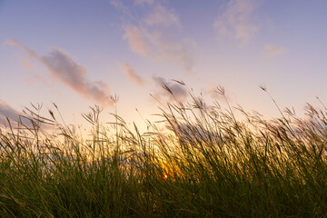 Naklejka premium Golden Sunset Over the Lake with Wild Grass,A beautiful and peaceful landscape view of the sun setting over a calm lake, framed by wild grass in the foreground under a dramatic sky with soft clouds.