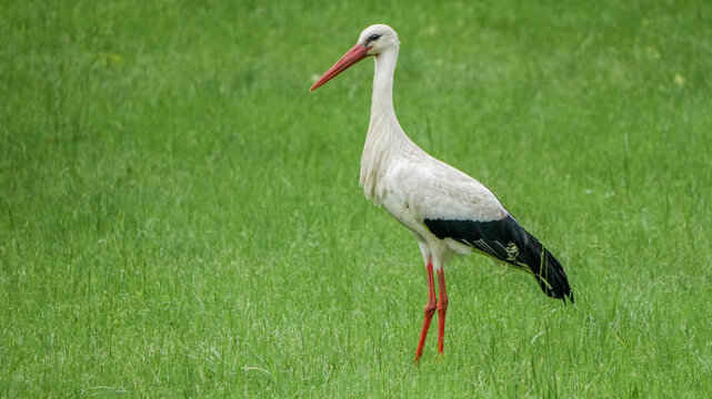beautiful white stork (ciconia ciconia) standing in a lush green meadow