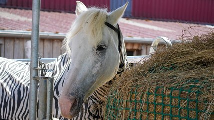 Fototapeta premium white horse wearing a zebra striped fly blanket eating hay on a farm