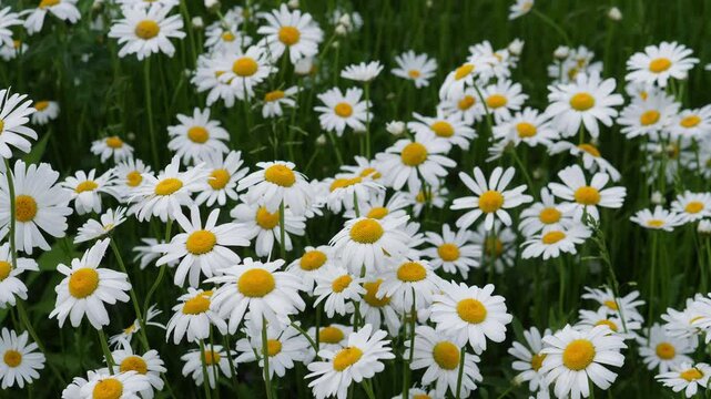 A dense meadow of white daisies with yellow centers stretches across the frame, surrounded by tall green grass and soft natural daylight. The scene shows a peaceful summer
