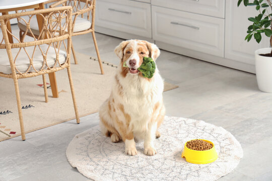 Cute Australian Shepherd dog with broccoli and dry food in bowl at home