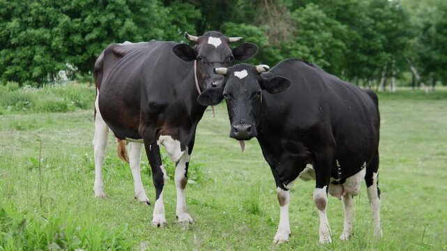 Two black and white cows stand in a grassy rural field, one in the foreground and one farther back, with soft trees in the background under natural daylight