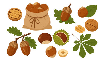 Autumn nuts and seeds vector collection with walnuts hazelnuts acorns and chestnuts © Tamila