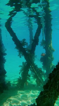 Vertical footage, Forward movement under pier covered with colorful soft corals hang in clusters from its supports, Slow motion of Soft Coral Dendronephthya hangs in from dock on sunlight