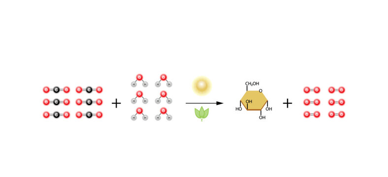 Photosynthesis process, photosynthesis equation formula, Biology Education. Calvin cycle. Vector illustration.