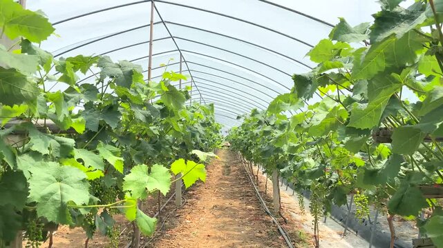 Green grape vines growing inside greenhouse tunnel