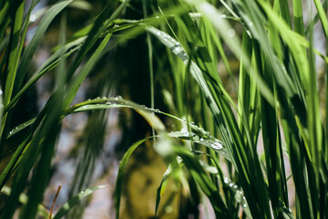Fototapeta premium Fresh morning dew drops on green rice leaves in the field