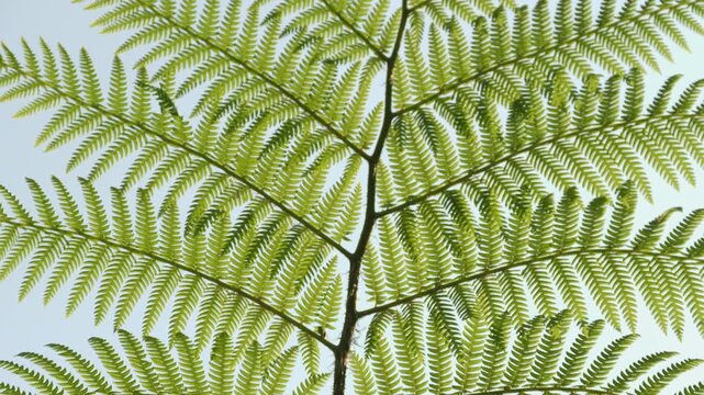 beautiful tropical fern leaf structure with bright daylight background, ideal for organic nature concepts.