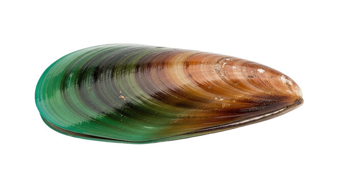Green and brown mussel shell isolated black