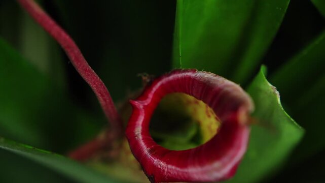 Red carnivorous pitcher plant swaying gently