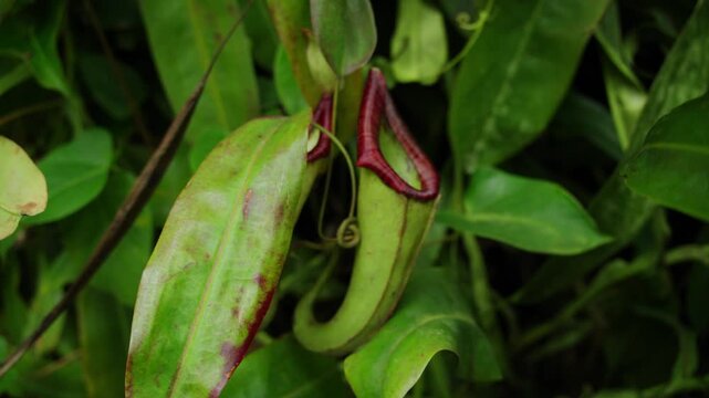 Carnivorous tropical pitcher plant in jungle