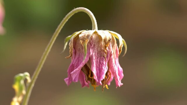 A wilted pink flower droops while fading with dried petals against a blurred natural background with soft light