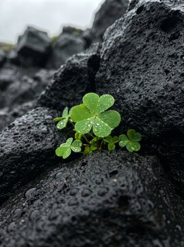 Vibrant emerald green three leaf clovers growing from dark volcanic basalt rocks after a rainy day in nature