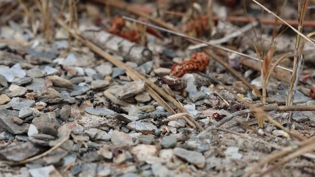 ants on the ground