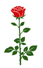Obraz premium Red rose with a fully detailed open blossom and medium green stem with leaves. Rich floral vector illustration with visible petal layers for romantic and nature designs.