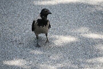 Fototapeta premium Close Up of Grey Crow on Asphalt Road