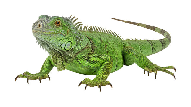 Vibrant green iguana with scaly skin, reptilian pet or exotic wildlife.