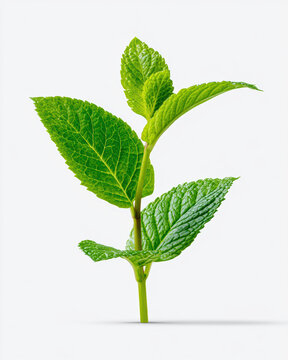 A fresh green mint sprig with vibrant leaves isolated on a white background, showcasing detailed leaf texture and natural veins.