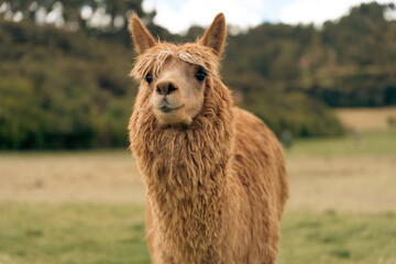 Close up portrait of a cute fluffy brown alpaca standing in a green grassy field in the Andes. © David