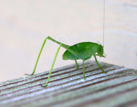 A tight detailed macro image of a bright green katydid insect mimicking a leaf clinging to a dark grey wooden border fence structure in a garden