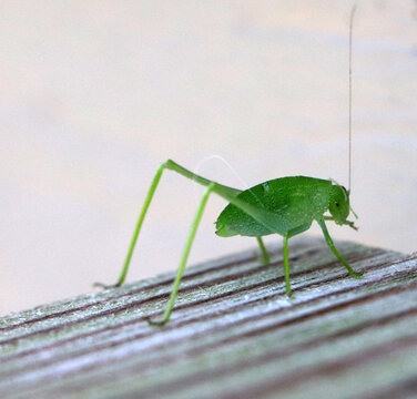 A side angle macro profile of a brilliant bright green katydid bush cricket resting quietly on the slats of grey stained wooden deck steps