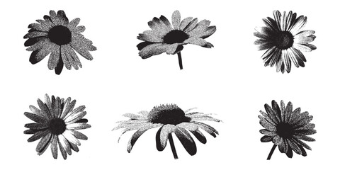 Obraz premium Daisy Flowers Stipple Illustration, Photocopy Scan Effect, Botanical Vector Art