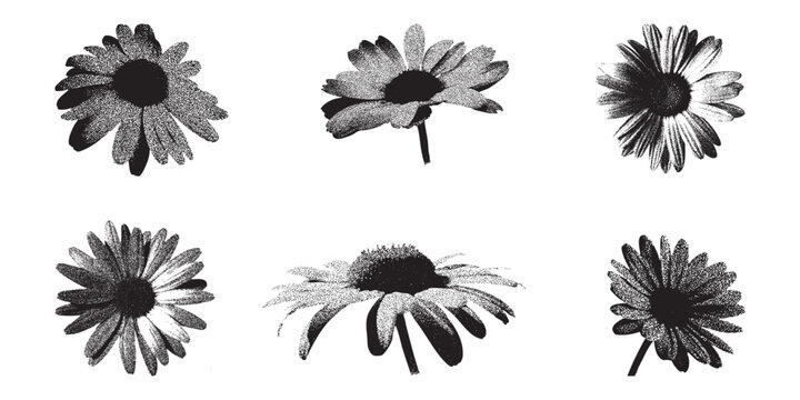Daisy Flowers Stipple Illustration, Photocopy Scan Effect, Botanical Vector Art