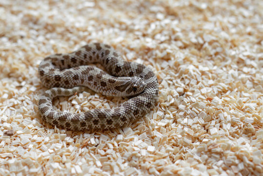 Close-up of a cute newborn Western Hognose snake hatchling (Heterodon nasicus) coiled on wood shavings looking at the camera.