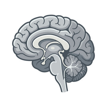 Monochrome human brain sagittal section anatomical drawing.