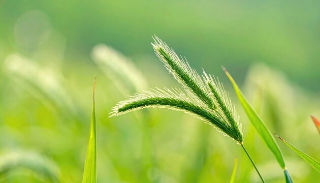 Close-up of Green Foxtail Grass Blades in Soft Sunlight.