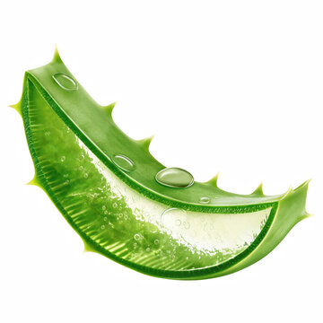 Fresh Aloe Vera Leaf Segment with Clear Gel and Water Drops Isolated on Transparent Background