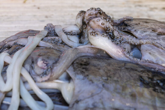 Cleaning cuttle fish
