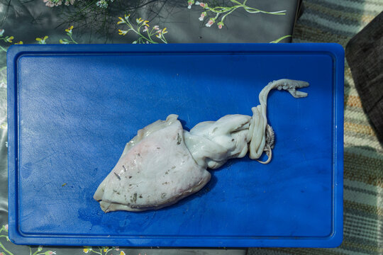 Cleaning cuttle fish