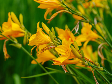 Yellow flowers in the garden. Middendorf's daylily (Hemerocallis middendorffii) is a perennial herbaceous bulbous plant with peduncles about 80 cm high.