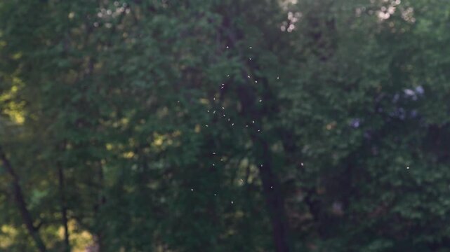 Mosquitos swarm flying at sunset, city park on blurred background. Invasion of gnats. Warm summer evening concept.