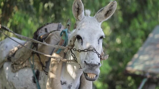 A donkey amidst the green fields of the Nile Delta in Egypt