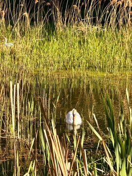 reeds in the water