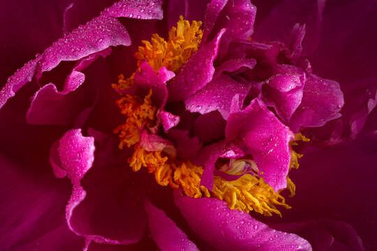 Macro photography of a beautiful peony flower covered drops of water