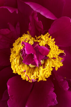 Macro photography of a beautiful peony flower covered drops of water, Flower background