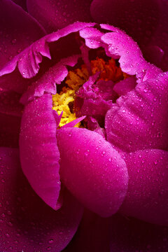 Macro photography of a beautiful peony flower covered drops of water